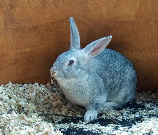 A gray little rabbit sits on sawdust in an aviary — Stock Photo, Image