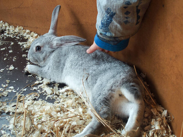 Child's hand stroking a rabbit in the fur