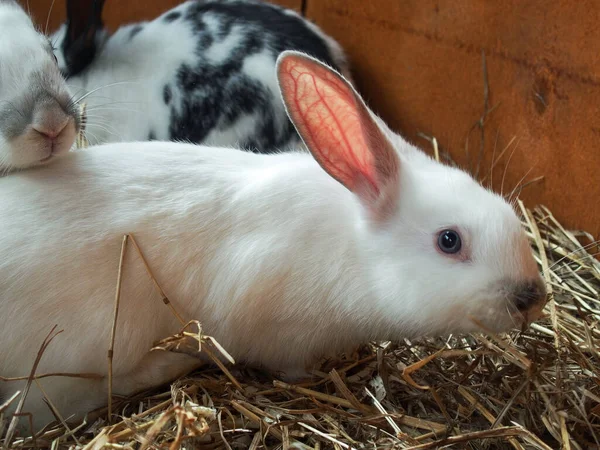 Cute white rabbit with pink ears on the background of other rabbits