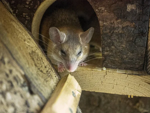 A small mouse with a large mustache sleeps in a small wooden house