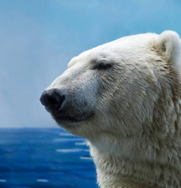 Белый медведь с гордо поднятой головой и умной внешностью Стоковая Картинка