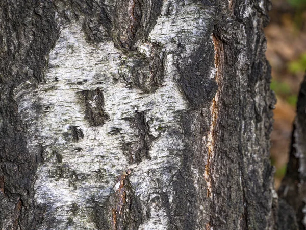 De ruwe, dikke schors van een oude berk is bedekt met scheuren — Stockfoto