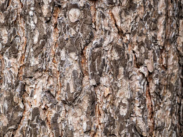 Contra o pano de fundo da casca de pinheiro, as escalas criam padrões abstratos . — Fotografia de Stock