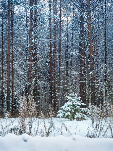 A snowy little tree stands at the edge of the forest. There are many tall pines around. Winter forest background