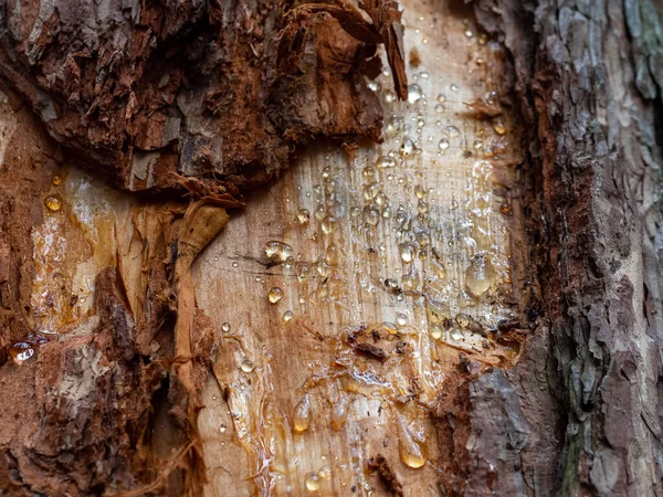 Stam Van Een Oude Dennenboom Gedeeltelijk Zonder Schors Hars Zichtbaar — Stockfoto