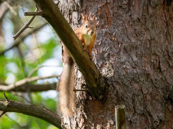 Red Squirrel Sits Pine Branch Her Tail Hanging Squirrel Looking — Stock Photo, Image