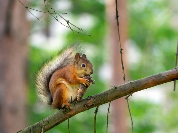 可爱的松鼠坐在树枝上 咬着一个冷杉圆锥 松鼠的尾巴压在后面 动物用爪子握住肿块 — 图库照片