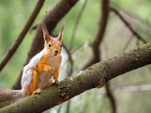 Rotes Eichhörnchen Kletterte Auf Einen Ast Das Tier Sitzt Und — Stockfoto