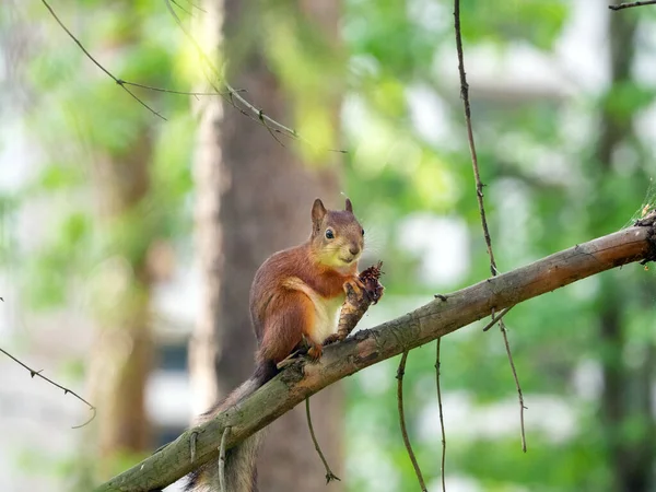 Röd Ekorre Sitter Gren Skogen Hon Har Bula Tassarna Ekorren — Stockfoto