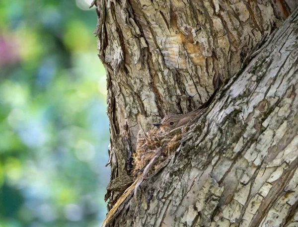灰色のフライキャッチャーが雛を孵化させる 鳥と巣は木と同じ色で 色が融合します ムシカパ ストラタ — ストック写真