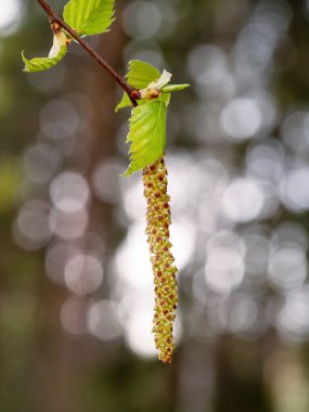 Genç küçük yapraklar ve bir huş ağacının dalında açık iş kesesi, güneşli Bokeh 'in arka planına karşı. Bahar doğal arka plan.
