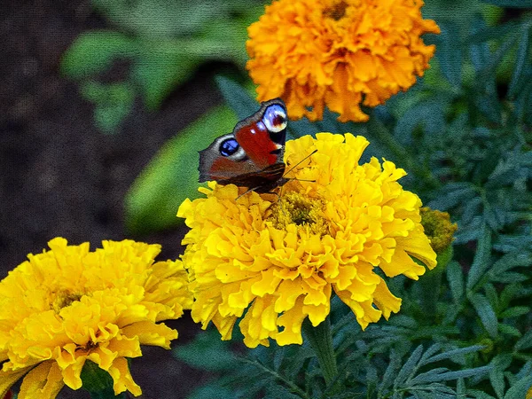 マリーゴールドの花が閉じます 蝶は花の上に座り 蜜を集める マリーゴールドと蝶と花の背景 エンボス加工紙の画像スタイル — ストック写真