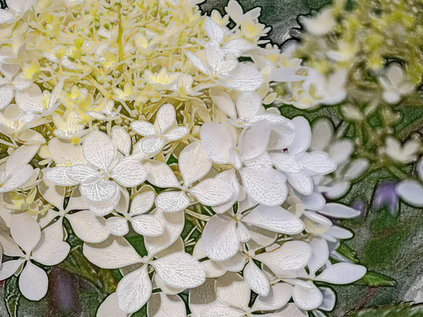Flores Hortênsia Brancas Fecham Estilização Desenho Lápis Uma Superfície Alívio — Fotografia de Stock