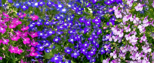 Uma Lobelia Frágil Multicolorida Ocupa Todo Fundo Panorama Fundo Floral — Fotografia de Stock