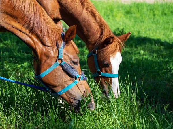 Horse grazing. Two beautiful bay horses bent over and eat grass. Horse muzzles close up.