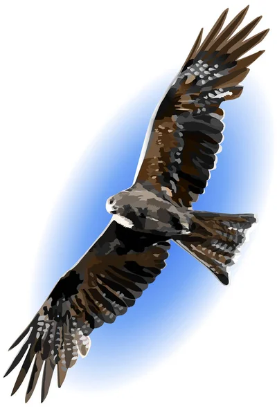 Black Kite Has Spread Its Wings Wide Soars Blue Sky — Stock Vector