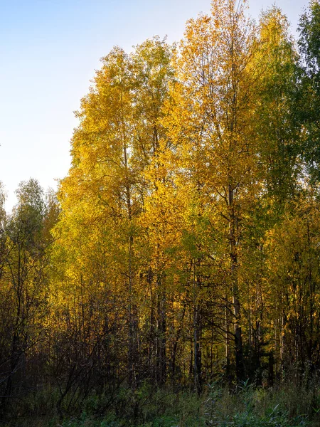 황금빛 잎사귀가 가느다란 자작나무는 수림에서 자란다 가을의 자연적 배경과 자작나무들 — 스톡 사진