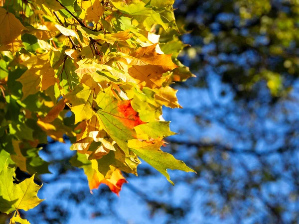 Bright autumn background with colorful maple leaves and a saturated blue sky. Space for text. — Stock Image Bright Autumn Background Colorful Maple Leaves Saturated Blue Sky Space Royalty Free Stock Photos