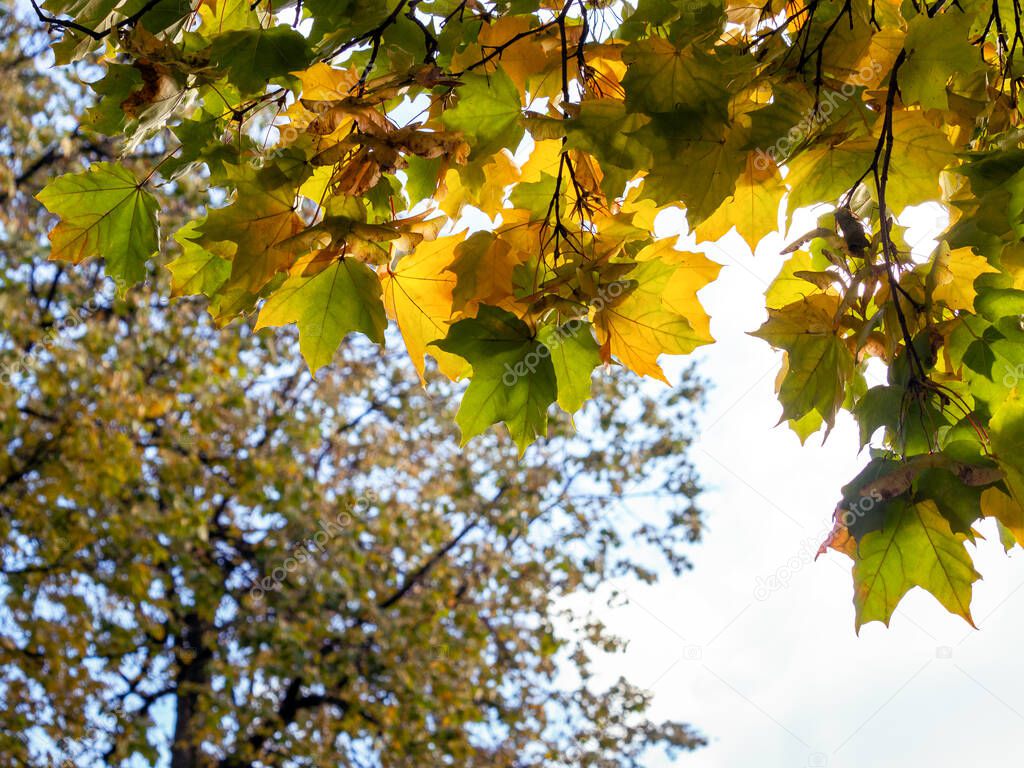 Yellow and green leaves of a maple on the background of a growing tree and sky. Sunny autumn background. Space for text.