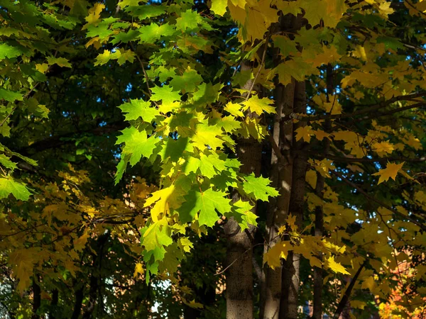 Sunny, autumn natural background with maples. A branch with yellow and green maple leaves in the foreground. Space for text. — Stock Image Sunny Autumn Natural Background Maples Branch Yellow Green Maple Leaves Stock Photo