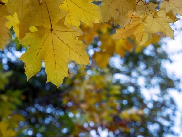Close-up of yellow maple leaves hanging from above. The blurred outlines of trees are visible in the background. Natural autumn background. Space for text. — Stock Image Close Yellow Maple Leaves Hanging Blurred Outlines Trees Visible Background Royalty Free Stock Photos