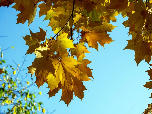 Yellow maple leaves shine through in the sun against a blue sky background. Natural autumn joyful background. — Stock Image Yellow Maple Leaves Shine Sun Blue Sky Background Natural Autumn Stock Photo