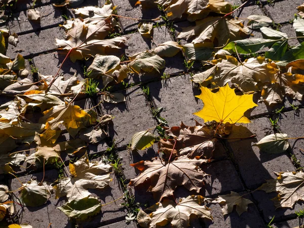 Fallen, dry, faded leaves lie on the sidewalk. Among them stands out a yellow maple leaf that has just fallen from a tree. Natural autumn background. Space for text. — Stock Image Fallen Dry Faded Leaves Lie Sidewalk Them Stands Out Yellow Stock Image