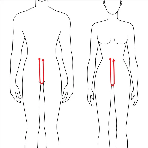 女性と男性の測定方法. — ストックベクタ