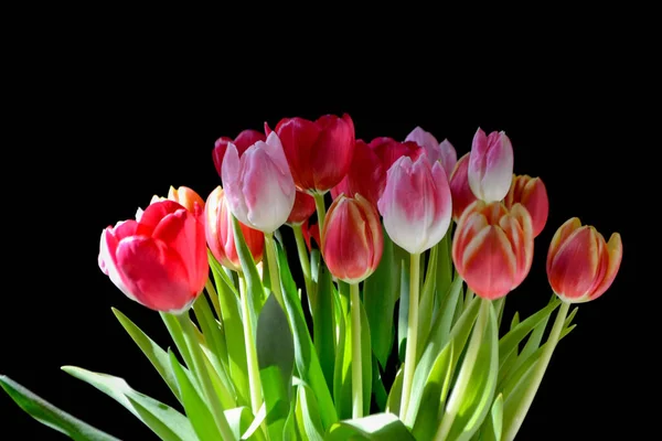 Bukiet Różowy Czerwony Tulipany Fan Kształt Czarne Tło — Zdjęcie stockowe