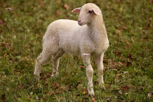 Cute Wypas Młody Jagnięcina Jesiennej Łące — Zdjęcie stockowe