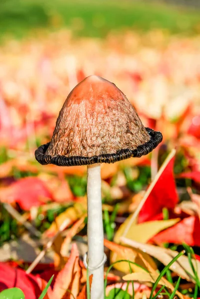 Tinta Gomba Coprinus Atramentarius Között Piros Sárga Levelek Közelkép — Stock Fotó