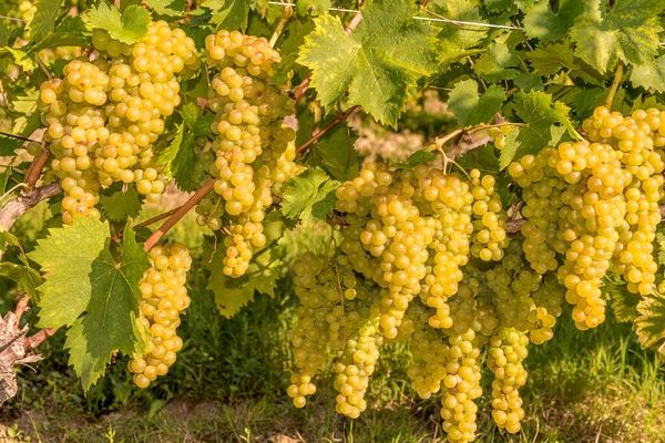 Racimo Dorado Uvas Moscatel Entre Hojas Vid Verde —  Fotos de Stock