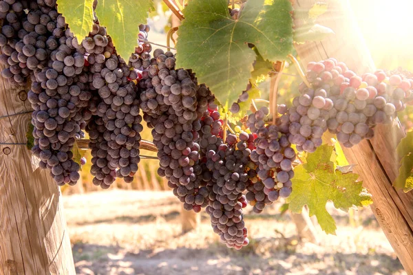 Trossen Zwarte Nebbiolo Druiven Met Zonnestralen Tussen Takken Langhe Wijngaard — Stockfoto