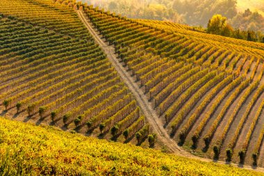 Langhe, Piedmont tepelerindeki üzüm bağları ılık sonbahar renkleriyle