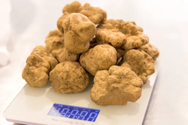 white Alba truffles on scales