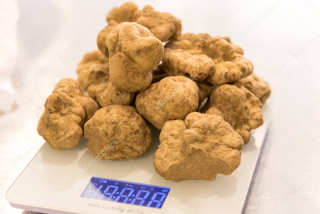 white Alba truffles on scales