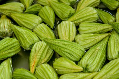 Kapalı kabak çiçekleri yemek pişirmeden önce yıkanmaya hazır.