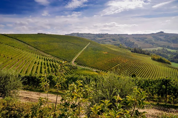 Vinhas Com Raios Sol Nas Colinas Serralunga Alba Langhe Piemonte — Fotografia de Stock