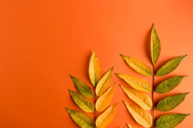 Sonbahar kompozisyonu - turuncu arka planda sarı sonbahar kuru salkım yaprakları. Üst görünüm, metin için boşluk