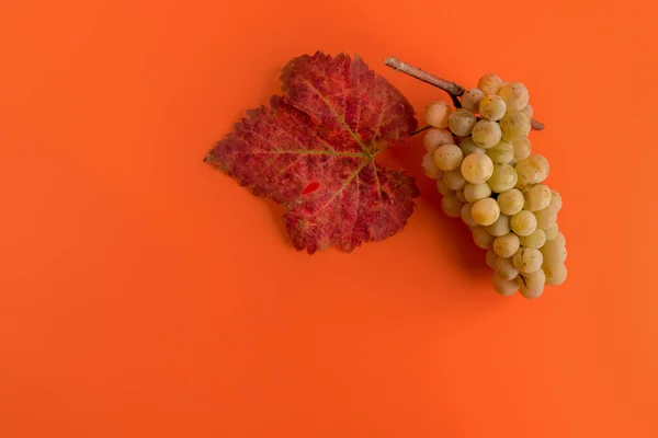 Racimo Uvas Blancas Con Composición Hoja Roja Otoño Sobre Fondo —  Fotos de Stock