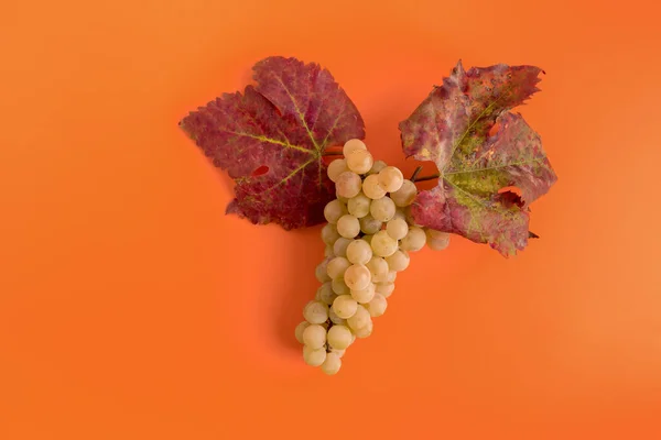 Cacho Uvas Brancas Com Folhas Vermelhas Composição Outono Fundo Pastel — Fotografia de Stock