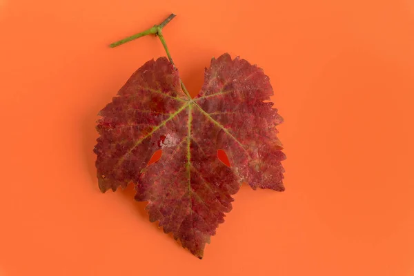 Herfst Rode Wijnstok Bladeren Geïsoleerd Een Intense Oranje Achtergrond Bovenaanzicht — Stockfoto