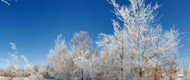 Mavi gökyüzündeki ağaçların dallarında buzullar