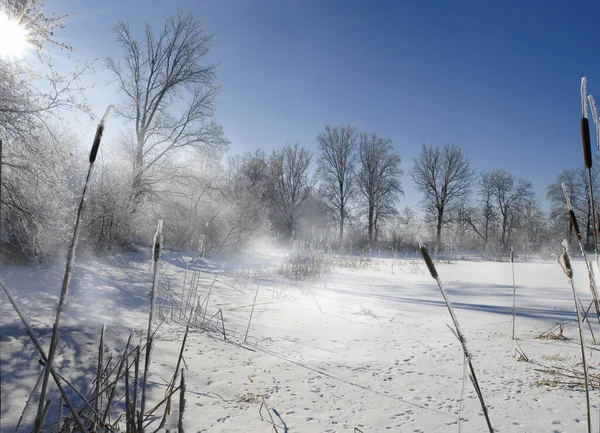 Snow Hoarfrost Trees Reeds Shore Frozen Lake Sunbeams Mist Dream — Stock Photo, Image