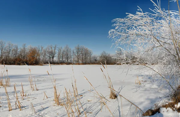 Snow and rime ice on trees and reeds on the shore of the frozen lake on blue sky