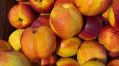 Yukarıdan görülen mezeler, sergilenen şeftali görüntülerini takip ediyor