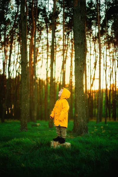 Rapazinho Casaco Amarelo Pôr Sol Floresta Conceito Cuidado Natureza Cuide — Fotografia de Stock