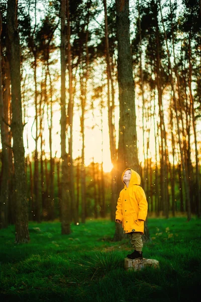 日落时穿着黄色夹克的小男孩在森林里 自然护理概念 照顾好环境 制止砍伐森林的行动 照顾好森林 森林是地球的肺 — 图库照片