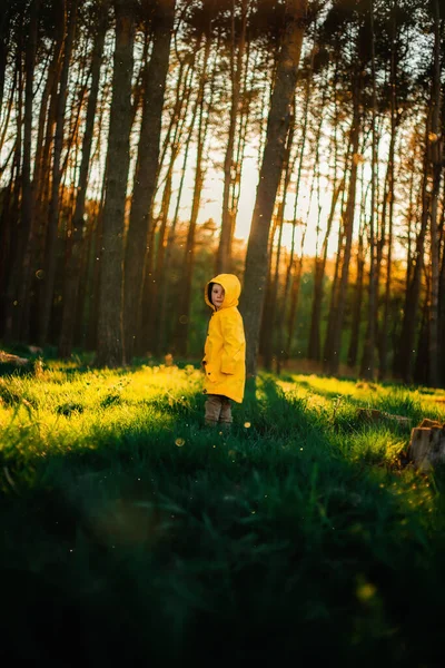 Kleiner Junge Gelber Jacke Bei Sonnenuntergang Wald Naturschutzkonzept Achten Sie — Stockfoto