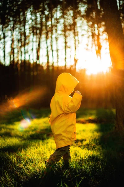 Kleine Jongen Een Geel Jasje Bij Zonsondergang Het Bos Natuurzorg — Stockfoto